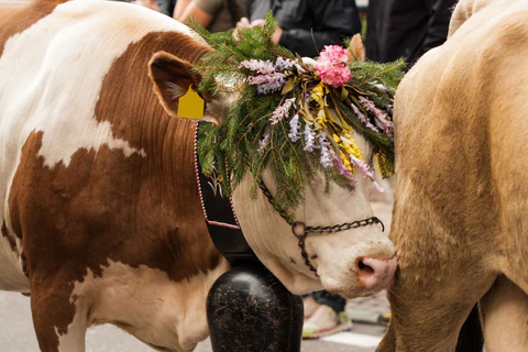 A cow wearing a custom cowbell