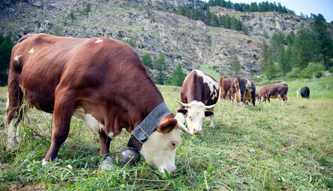 A brown cow wearing a cow bell